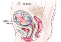 Cuanto mide mi bebe a las 16 semanas de gestacion
